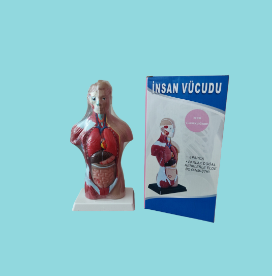 İnsan Vücudu 27cm 8 Parça